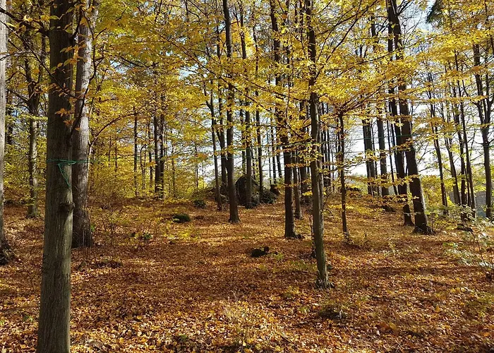 Sarna Karkonosze